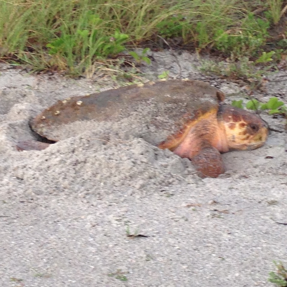 Meet your Posher, OceanWaveYogi